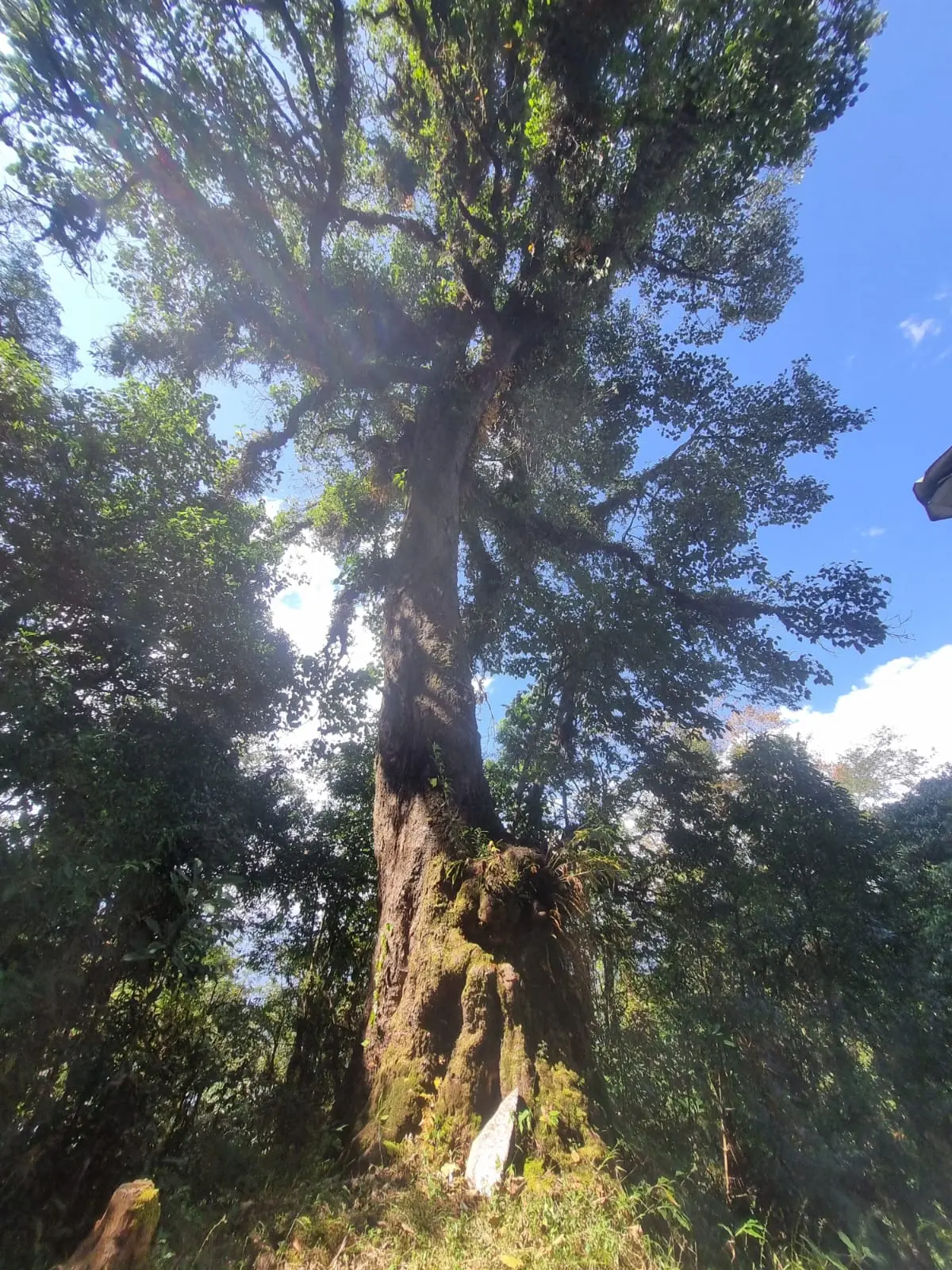 Peaceful forest walks and nature stay at rural tourism Sikkim homestay